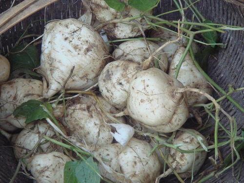 吃瓜达人39,瓜界风云录