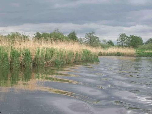 芦苇吃瓜视频,揭秘网络热门视频背后的故事