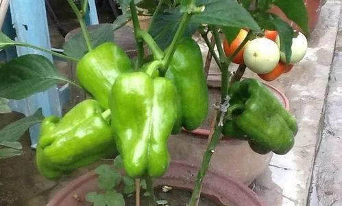 带你吃瓜男生寝室,趣味横生的宿舍生活