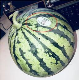 成县网红吃瓜,揭秘网络红人的真实一面