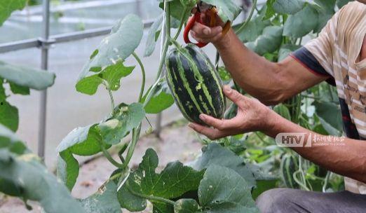 陈致远杭州吃瓜,一场吃瓜与文化的盛宴