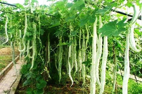 阿婆吃蛇瓜,舌尖上的自然奇遇