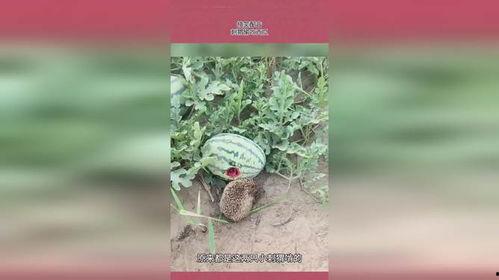 刺猥吃瓜,瓜田里的欢乐食记