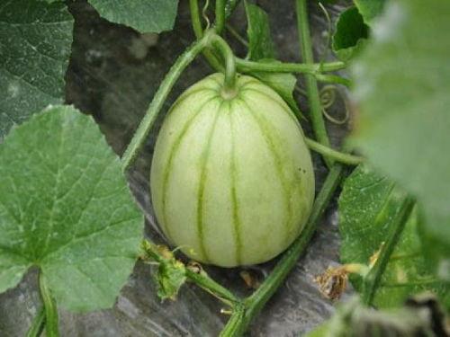 亭林雪瓜怎么吃,夏日消暑的甜蜜诱惑,这样吃最地道