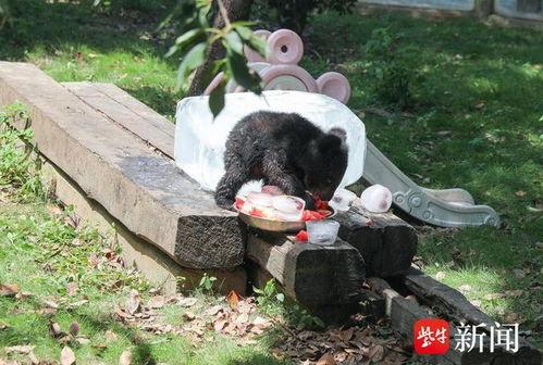 吃瓜群众河马,河马视角下的吃瓜群众众生相