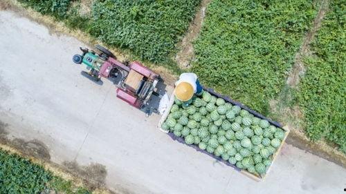 河南吃瓜卖衣服,吃瓜群众变身时尚达人，卖衣服也能火出圈