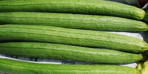 没虫吃的瓜,虫儿何处觅食？