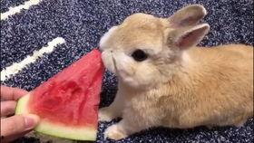 兔兔在吃瓜,一场与自然的亲密接触