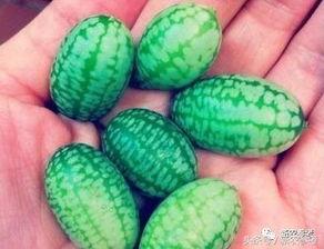 吃白皮小瓜,白皮小瓜的美味诱惑