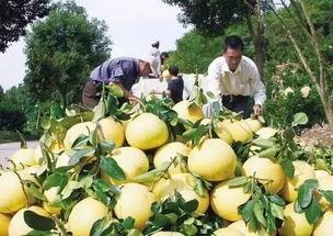 杜桥吃瓜事件,一场网络热议背后的真相与反思