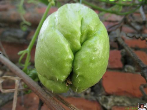 扶手瓜芽怎么吃,扶手瓜芽的多样食法探索