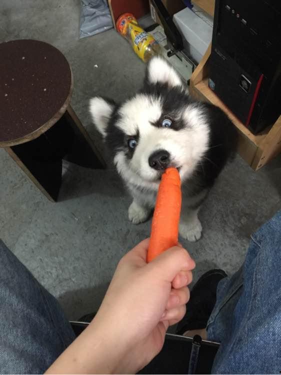 阿拉没有瓜吃,没有瓜吃的奇幻之旅