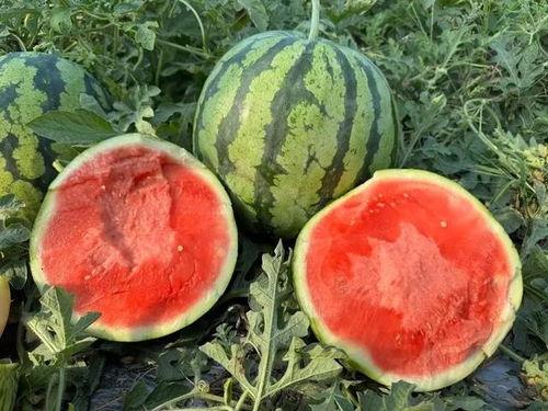 西瓜瓜吃瓜吃瓜,西瓜瓜的甜蜜瓜食之旅