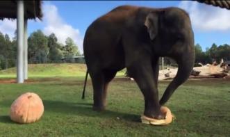 大象踩南瓜吃瓜